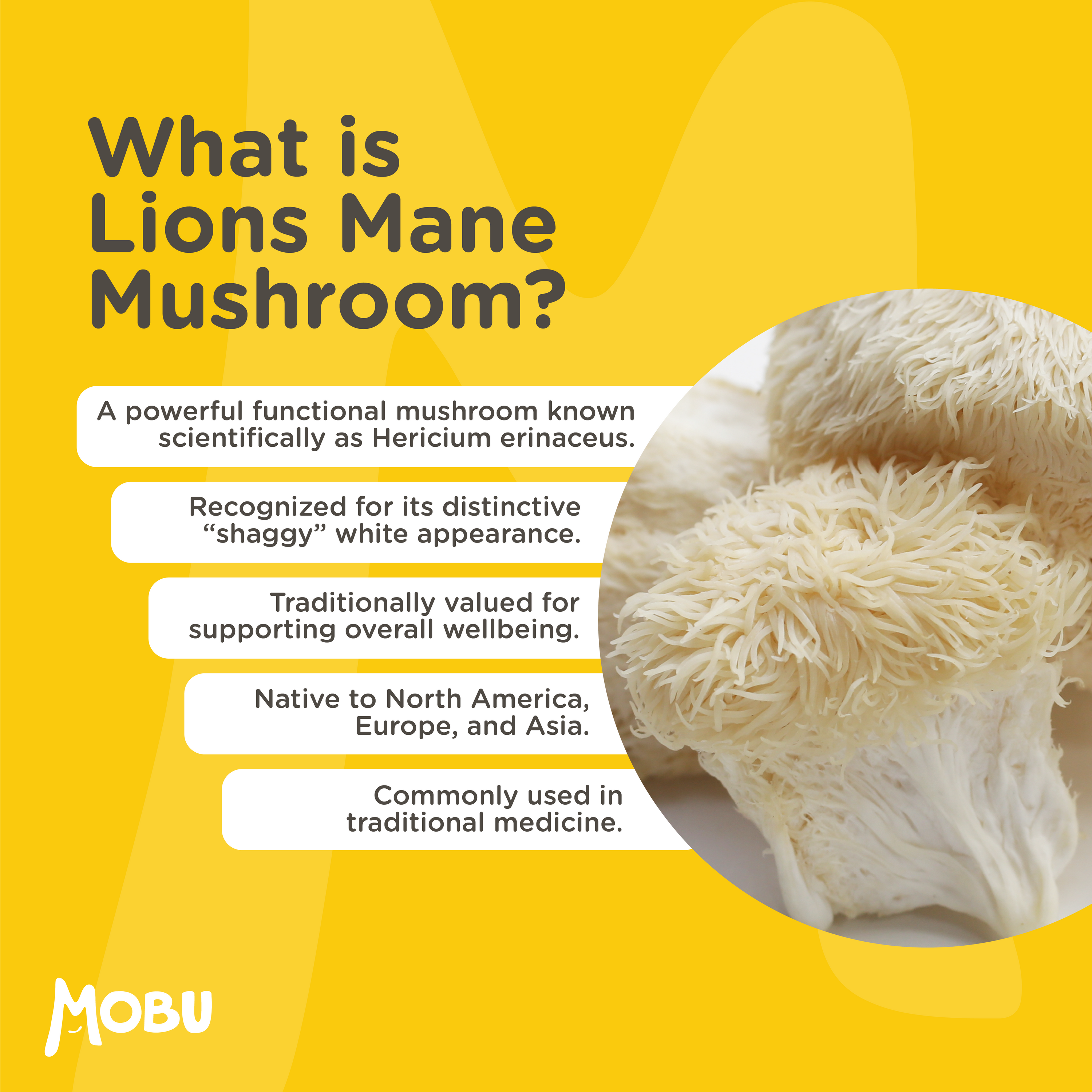 Lions Mane 4000mg with Vitamin B1 & Black Pepper